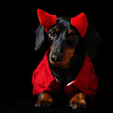 Modern farmhouse designer on instagram: Even When It S Not Halloween Mum Says I M Handsome As A Crusoe Wiener Dog Humor Crusoe The Celebrity Dachshund Dachshund