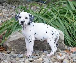 See more of dalmatian puppies for adoption on facebook. Dalmatian Puppies For Sale New Jersey 3 Nj 211020
