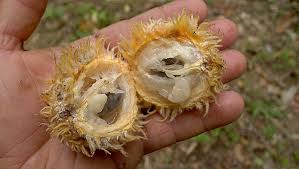 Image result for Pouteria pseudoracemosa