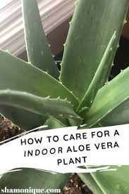 Taking Care Of An Aloe Vera Plant Isn T Hard At All If You Ve Recently Bought An Aloe Vera Plant And Looking For A Simple Ca In 2020 Plants Aloe Vera Plant