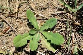 Image result for Hypochaeris radicata