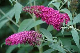 Butterfly Bush Pink Fuchsia Buddleia Davidii Summer Beauty