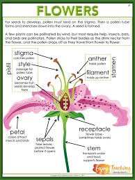 Enjoy Teaching Plants With Biology Activities For Kids Teaching Plants Teaching Biology Biology Activities High School