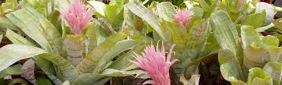 Image result for Aechmea