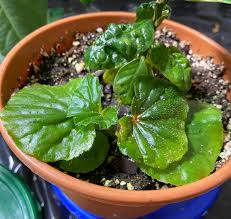 Image result for Begonia horticola