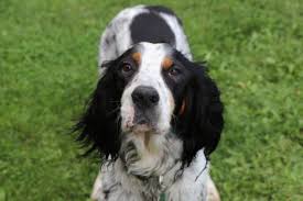 Dog vomit can contain yellow bile or dog food that has been partially digested, and it usually smells sour. Dog Is Vomiting Yellow Foam What To Do Canna Pet