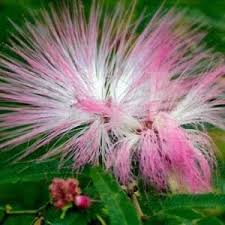 Image result for Crotalaria semperflorens