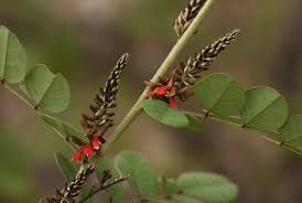 Image result for Indigofera adenoides