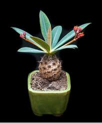 Image result for Pachycarpus spurius