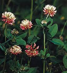 | see more about clover, green and nature. Clover Plant Britannica