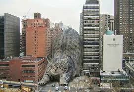 Pin By Megan H On Giany Cats Giant Cat Animals