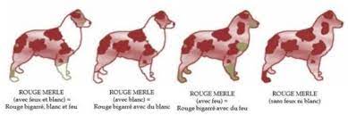 Berger Australien : quelles sont les couleurs acceptées ? - DogsPlanet.com