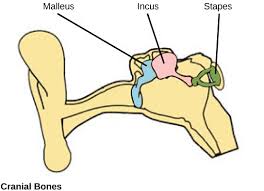 The inner ear is derived from a pair of surface sensory placodes (otic placodes) that appear in human development during week 4 (ga week 6) in the head region lying behind the second pharyngeal arch. Mammals Biology For Majors Ii