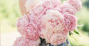 The stems are long enough for cutting and can be used for beautiful flower arrangement. How To Plant A Peony Cutting Garden