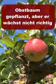 Weniger winterharte exemplare werden deswegen eher im frühling gepflanzt, damit sich der baum über das jahr hinweg gut einwurzeln kann. Ein Neu Gepflanzter Obstbaum Treibt Nicht Aus Gartenbob De Der Garten Ratgeber