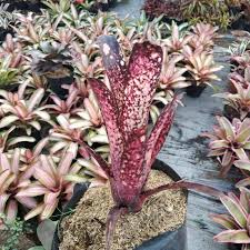 Beberapa spesies bromelia bahkan memiliki bunga dengan bentuk yang sangat menarik. Bromelia Billbergia Hallelujah Shopee Indonesia