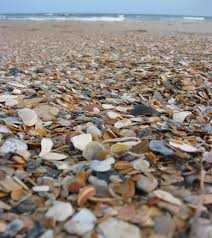 This beach is noteworthy for other reasons too, and was recently named the best beach in delaware for seashells and sea glass. Best Shelling Beaches In North Carolina S Outer Banks Emerald Isle Realty