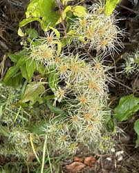 Image result for Clematis brachiata