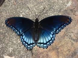Black And Purple Butterfly Species Hot Springs Mountain Trail Blue Butterfly Blue Butterfly Tattoo Blue Butterfly Violet Butterfly
