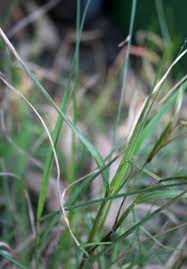 Image result for Themeda triandra