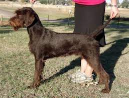 Image result for německý ohař drátosrstý stavba těla