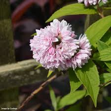 Image result for Deutzia hybrida Pink Pompon