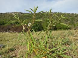 Image result for Solanum litoraneum