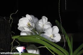 Check spelling or type a new query. Mencari Bunga Anggrek Hitam Anggrek Hutan Khas Kalimantan