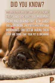 Dog Fact Dog Facts Slow Wave Sleep Dogs