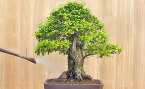 Welche Fehler sollte man bei der bonsai pflege vermeiden?