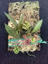 Image result for Schizochilus sulphureus