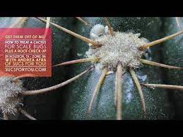 Fungus spots on cactus pads are common. How To Treat A Cactus For Scale Bugs Youtube Cactus Bugs Treats