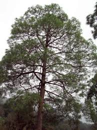 Image result for Pinus