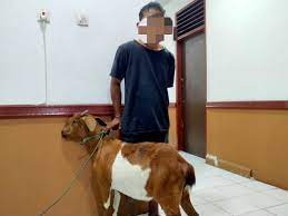 Polisi tangkap pencuri kambing di Lhokseumawe - Alibi ID
