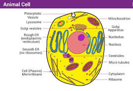 Maybe you would like to learn more about one of these? Explain Animal Cell With Structure Scholr