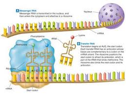 Protein synthesis takes place in association with the ribosomes, which are small bodies found in the cytoplasm and particularly in the endoplasmic reticulum area. Pearson Prentice Hall Web Codes Protein Synthesis Coding Biology