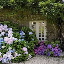 17 Dreamy Hydrangea Gardens That Are Giving Us Major Inspiration In 2020 Hydrangea Landscaping Hydrangea Garden Backyard Landscaping Designs