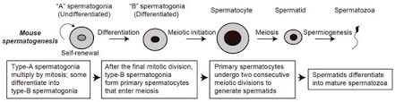 Image result for Meiosperma debile