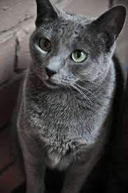 Legend has it that russian blue cats were the descendants of royal cats. Russian Blue Cat Google Search Russianbluecat Cats Russian Blue Russian Blue Cat