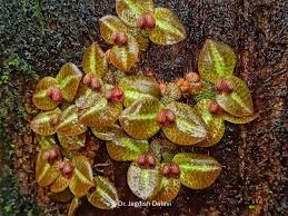 Image result for Stolzia compacta