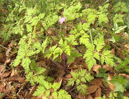 Image result for Geraniaceae