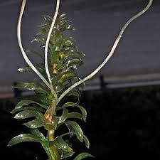 Image result for Hydrocharitaceae