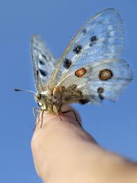 Image result for Parnassius apollo