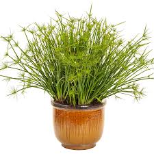Image result for Cyperus tenax