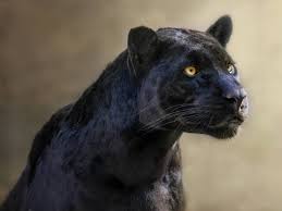 The panther (also commonly known as the black panther) is a large member of the big cat family, native to asia, africa and the americas. Un Pueblo De Granada Alerta De La Supuesta Presencia De Una Pantera Negra