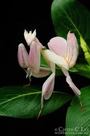 Orchid Mantis Ch Ien C Lee Orchid Mantis Praying Mantis Animals Amazing