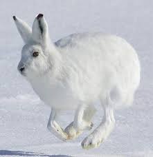 It uses its claws to dig in packed snow. Arctic Hare White By Winter Gray Brown In Summer Arctic Hare Snow Animals Arctic Animals