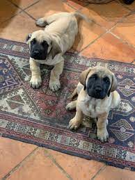 Pin By Tiffany Hansen On Dream Dog 3 Mastiff Puppies Mastiff Dog Breeds English Mastiff Puppies
