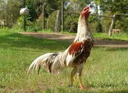 Untuk bisa besar, anda harus berfikir besar. 5 Tahap Mutlak Pemberian Pakan Ayam Bangkok Berdasarkan Umur