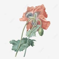 When it comes to diy arts and crafts projects, wall art is some of the most rewarding, as you get to admire your work on a daily basis, and for me, it motivates me to do more with my creativity. Vintage Flower Painting Flowers Hand Painted Png Transparent Clipart Image And Psd File For Free Download